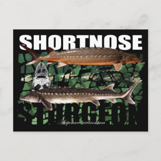 Shortnos Sturgeon PostCard Vykort
