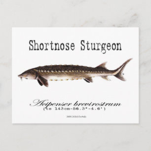 Shortnos Sturgeon-White-vykort Vykort