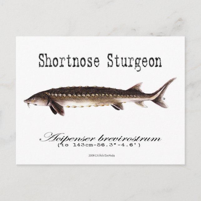 Shortnos Sturgeon-White-vykort Vykort (Framsida)
