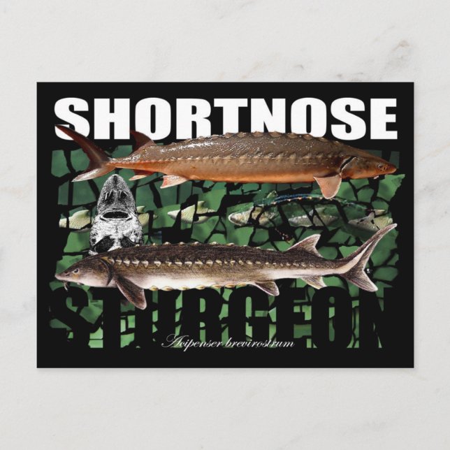 ShortnosCollage-PCard Vykort (Framsida)