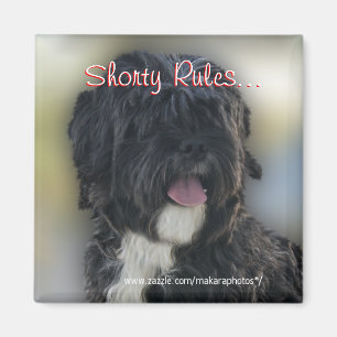 Shorty Lhasa Apso-Shih Tzu Magnet-personifierar Magnet