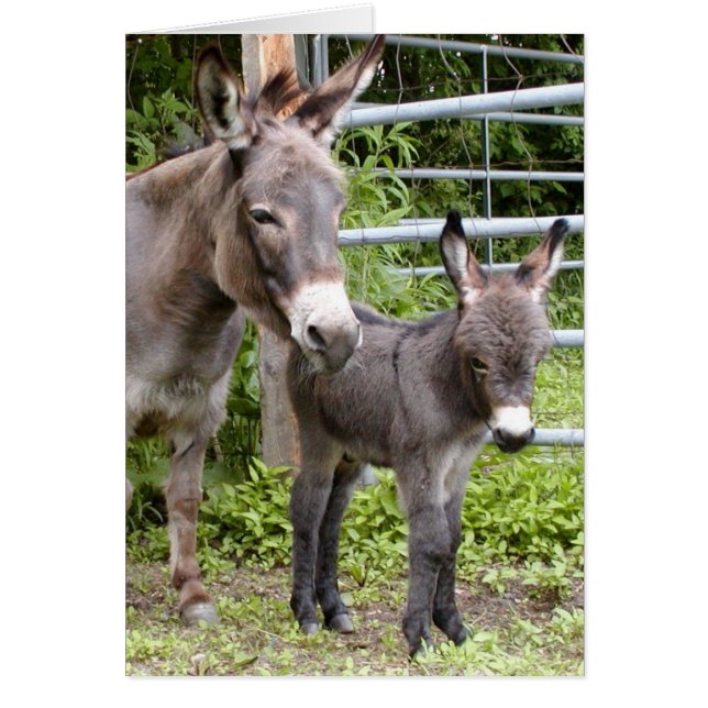 Shorty & mammor hälsningskort (Framsidan)