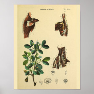 Shoulder Nacke Muscles Anatomy Art Print Poster