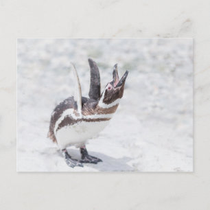 Shouting Penguin Vykort