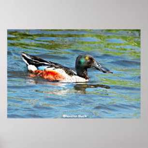 Shoveler Anka Poster