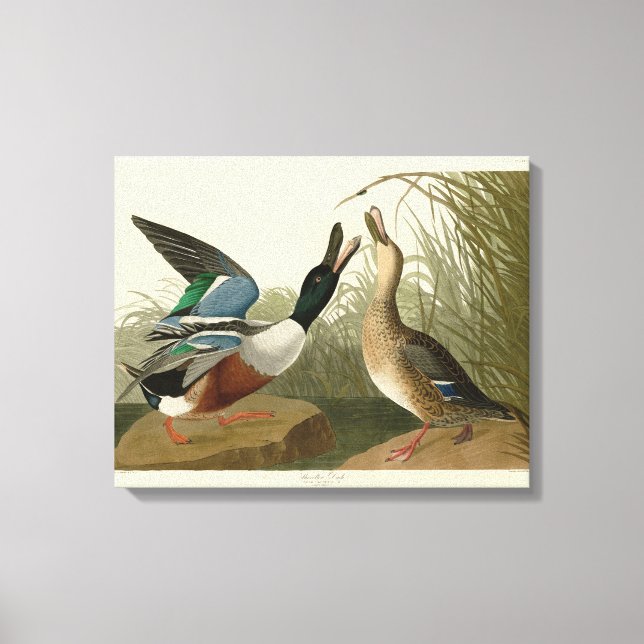Shoveller Anka - från Audubon's Birds of America Canvastryck (Framsida)