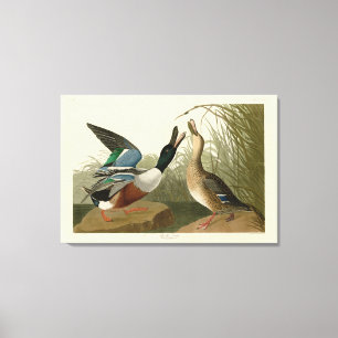 Shoveller Anka - från Audubon's Birds of America Canvastryck
