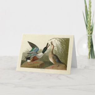 Shoveller Anka - från Audubon's Birds of America Kort