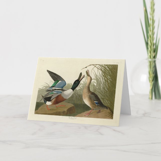 Shoveller Anka - från Audubon's Birds of America Kort (Framsida)