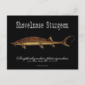 Shovelnos Sturgeon-Black Postcard Vykort