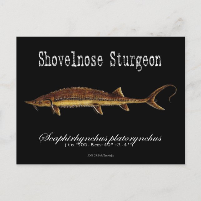 Shovelnos Sturgeon-Black Postcard Vykort (Framsida)