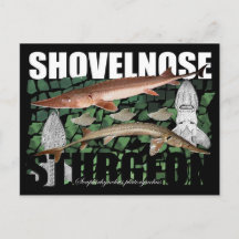 Shovelnos Sturgeon-Collage-Postcard