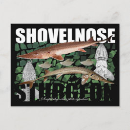 Shovelnos Sturgeon-Collage-Postcard Vykort