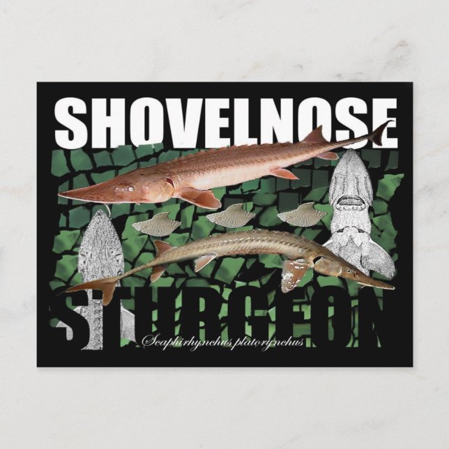 Shovelnos Sturgeon-Collage-Postcard Vykort (Framsida)