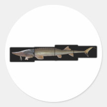 Shovelnos Sturgeon - Scaphirhynchus platorynchus