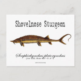 Shovelnos Sturgeon-White-Postcard Vykort