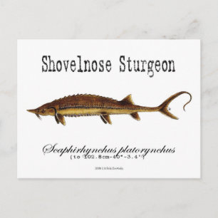 Shovelnos Sturgeon-White-Postcard Vykort