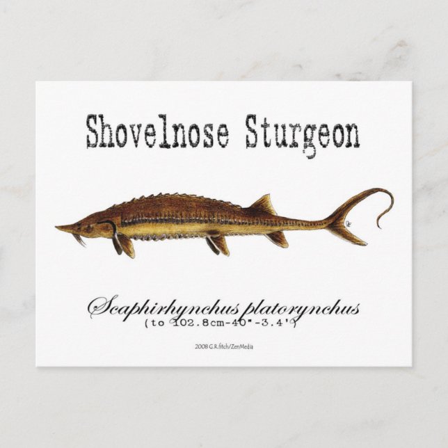 Shovelnos Sturgeon-White-Postcard Vykort (Framsida)