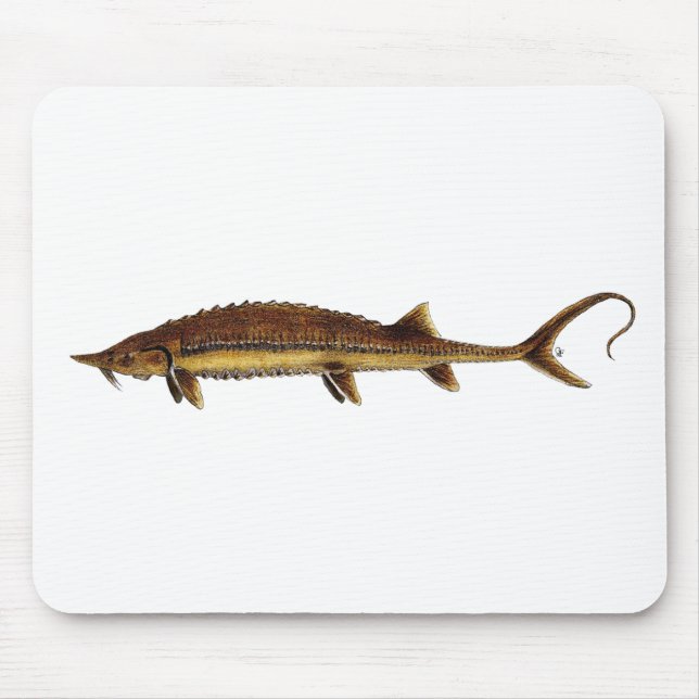Shovelnose stör - Scaphirhynchus platorynchus Musmatta (Framsidan)