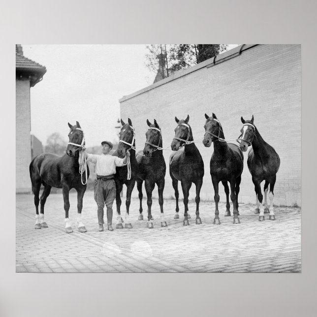 Show Horses, 1912. Vintage Photo Poster (Framsidan)
