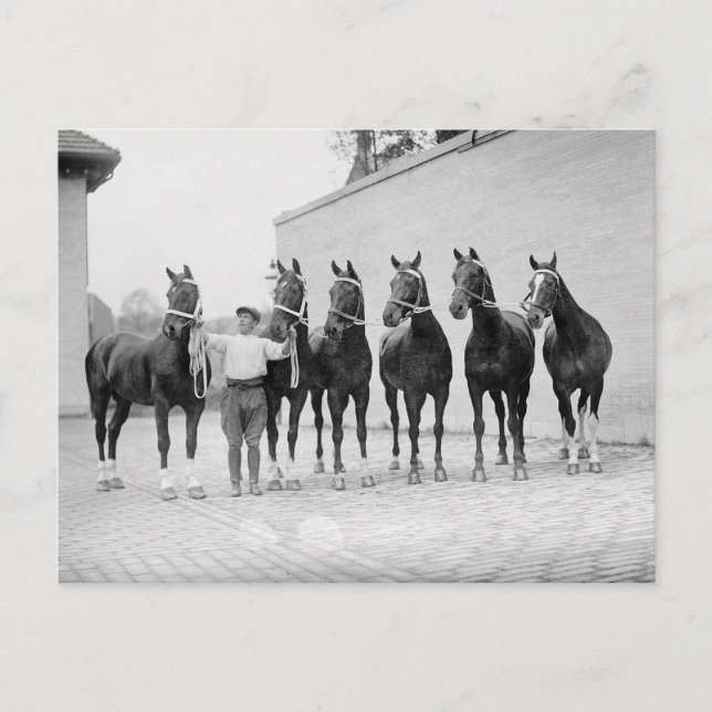 Show Horses, 1912 Vykort (Framsida)