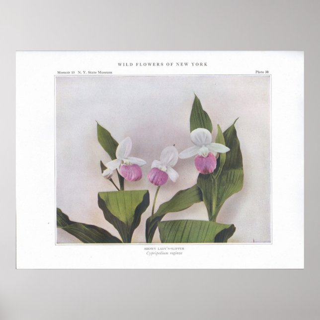 Showy Dam-Slipper - Cypripedium reginae Poster (Framsidan)