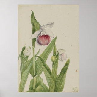 Showy Dam Slipper (Cypripedium reginae) Poster