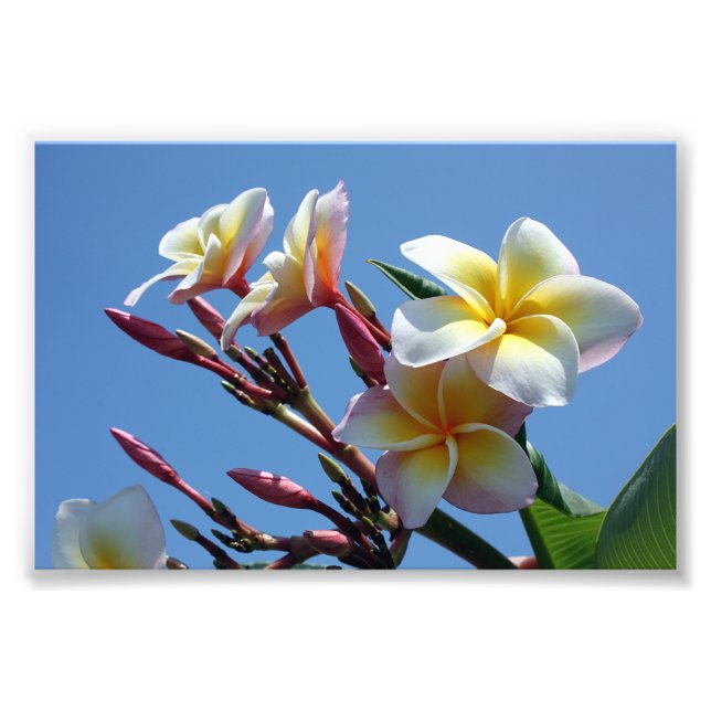 Showy Plumeria Frangipani Blooms Fototryck (Framsidan)