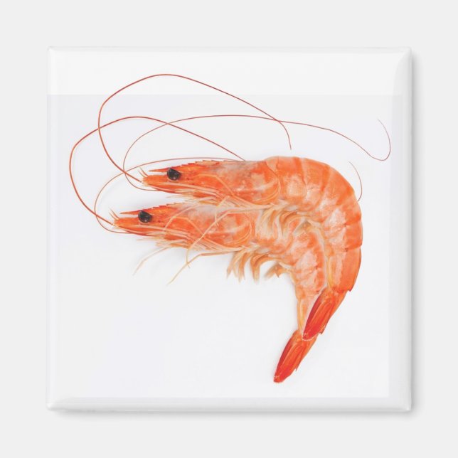 Shrimp Älskare Magnet (Framsidan)