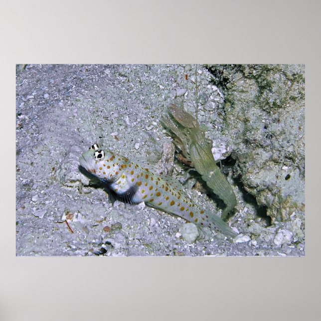 Shrimp Goby and Partner Poster (Framsidan)