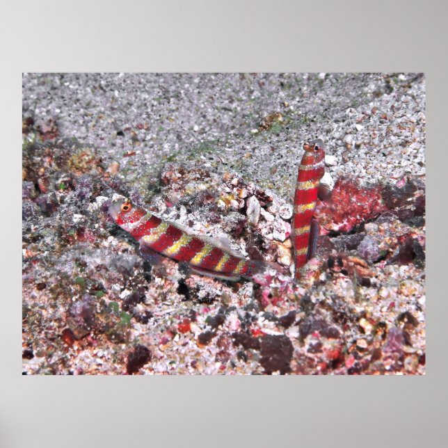 Shrimp Goby Duo Poster (Framsidan)