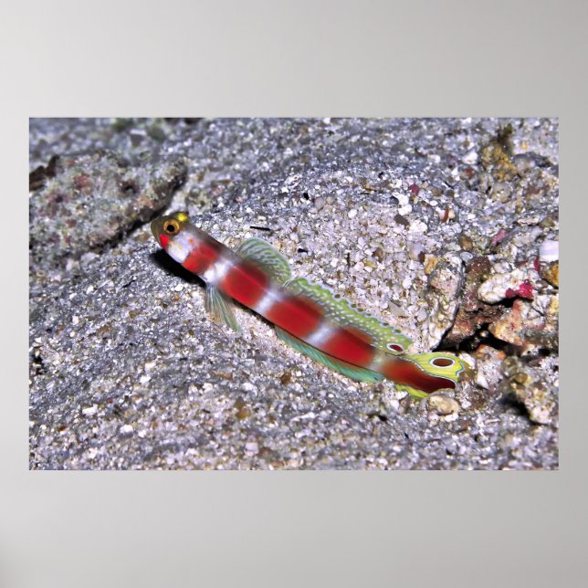 Shrimp Goby-Maldives Poster (Framsidan)