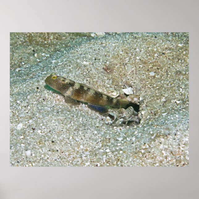Shrimp Goby och Shrimp Poster (Framsidan)