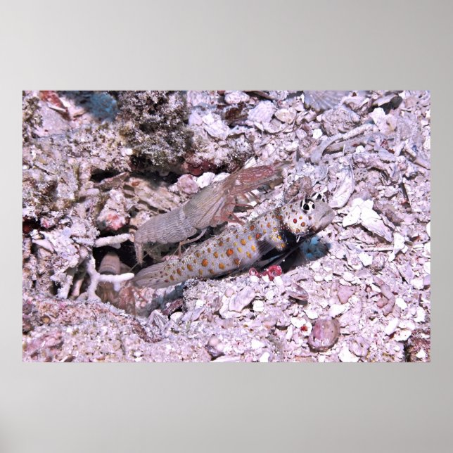 Shrimp Goby och Shrimp Poster (Framsidan)