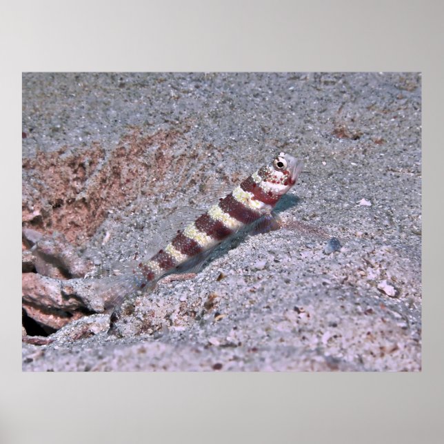 Shrimp Goby on Watch Poster (Framsidan)