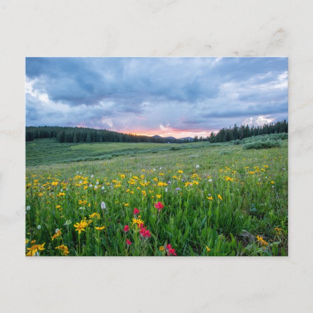 Shrine Pass Road, Red Cliff, United Stater Vykort (Framsida)