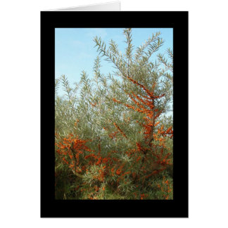Shrub med Orange Berries Hälsningskort