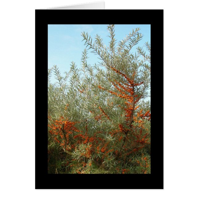 Shrub med Orange Berries Hälsningskort (Framsidan)