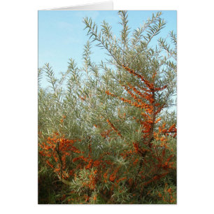 Shrub med Orange Berries Hälsningskort