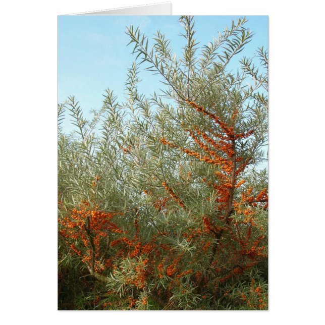Shrub med Orange Berries Hälsningskort (Framsidan)
