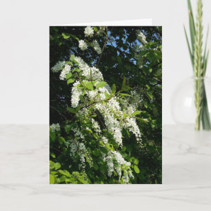 Shrub med vita blommor kort