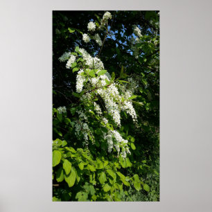Shrub med vita blommor poster