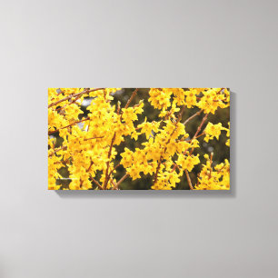 Shruben för vacker Golden Forsythia Canvastryck