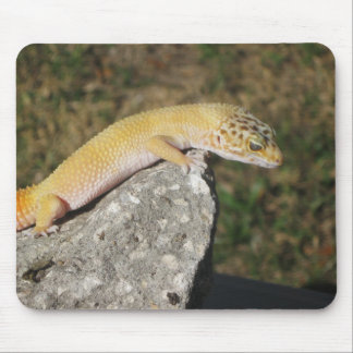 SHTCT-LeopardGecko Musmatta