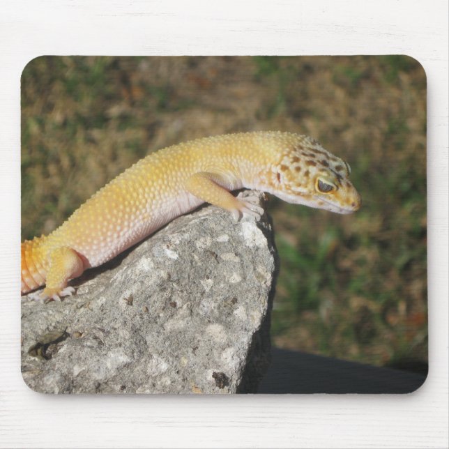 SHTCT-LeopardGecko Musmatta (Framsidan)