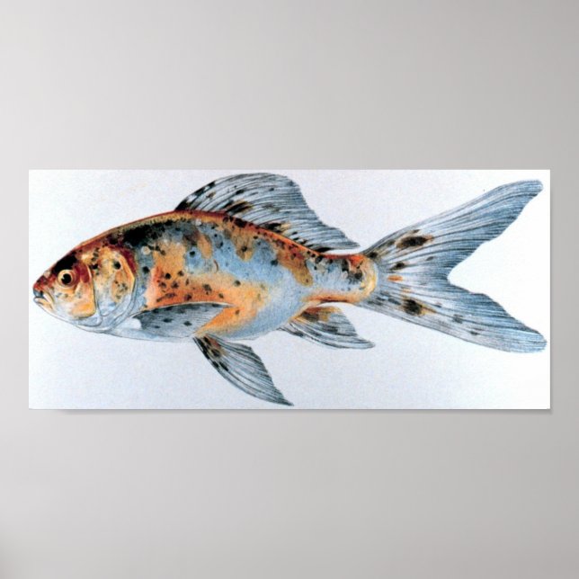 Shubunkin goldfish Portfolio Poster (Framsidan)