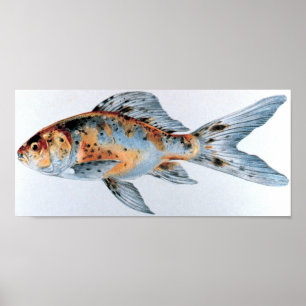 Shubunkin guldfiskportfölj poster