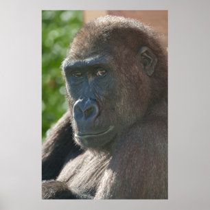 Shufai från Twycross Zoo Poster