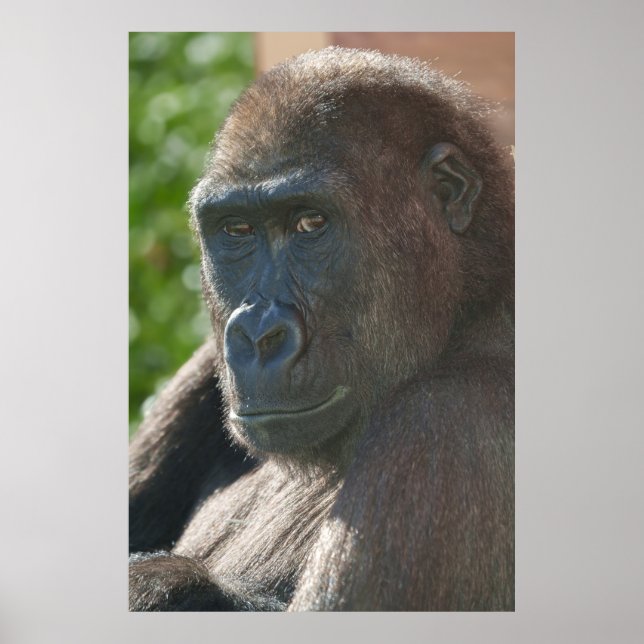 Shufai från Twycross Zoo Poster (Framsidan)
