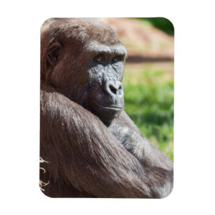 Shufai, Gorilla Bask i Sol Magnet